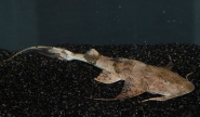 painted catfish (bagarius bagarius) 